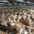 Greenhouse de conteneurs de ferme intelligente pour la culture des champignons